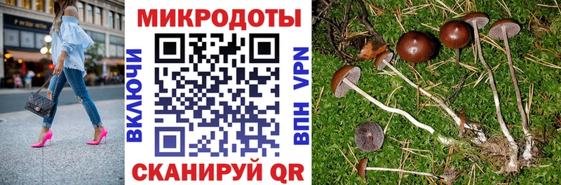 Галлюциногенные грибы Psilocybe Златоуст